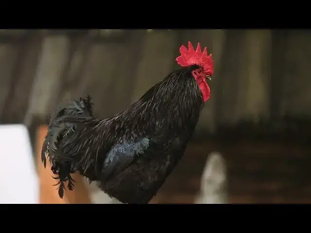 'Video thumbnail for Cracking the Rooster Code: Unlocking Your Rooster's Secret Language'