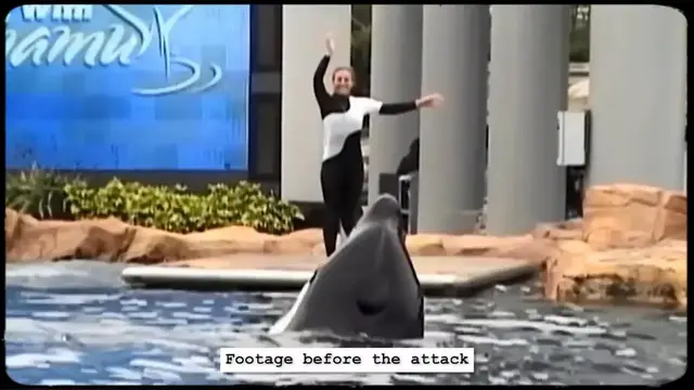 'Video thumbnail for Here's Why Tilikum The Killer Whale Attacked Sea World Trainer Dawn Brancheu'