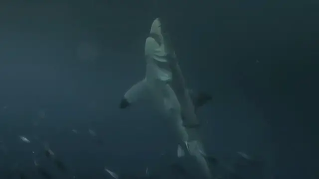 'Video thumbnail for The Horrific Footage of a Surfer Fighting a Shark (Caught On Live TV)'