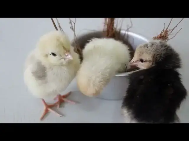 'Video thumbnail for Do Hens Bully New Roosters???  Understanding the Pecking Order in a Flock'