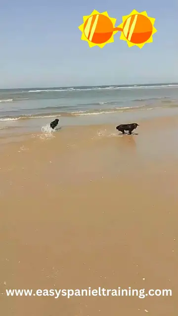'Video thumbnail for English Cocker spaniels enjoying playtime at the beach'