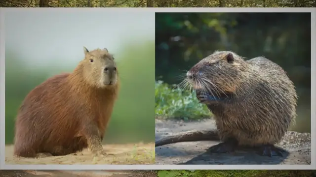 'Video thumbnail for Capybara vs. Nutria: What’s the Difference?'