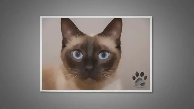 'Video thumbnail for How Much Should My Siamese Cat Weigh?'
