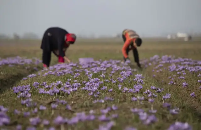 'Video thumbnail for Indian-administered Kashmir saffron trade: Farmers facing off with endangered porcupines'