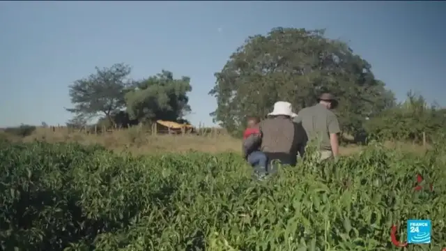 'Video thumbnail for Zimbabwe's farmers push on as land grab compensation flounders'