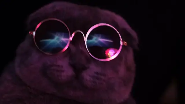 'Video thumbnail for mixkit-cute-gray-cat-with-dark-glasses-dancing-49057-hd-ready'