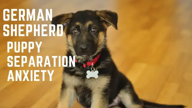 'Video thumbnail for German Shepherd Puppy Separation Anxiety'