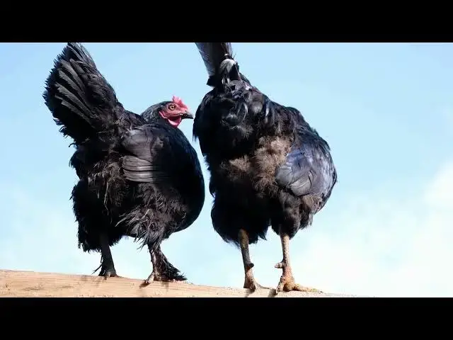'Video thumbnail for Choosing the Friendliest Chicken Breed for Your Backyard Pets'