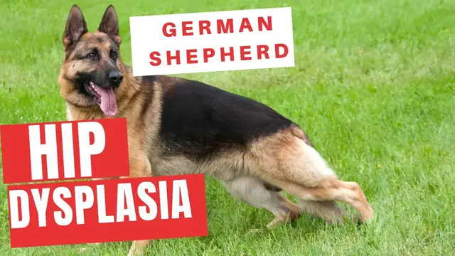 'Video thumbnail for Hip dysplasia  in shepherd  and how develop it'