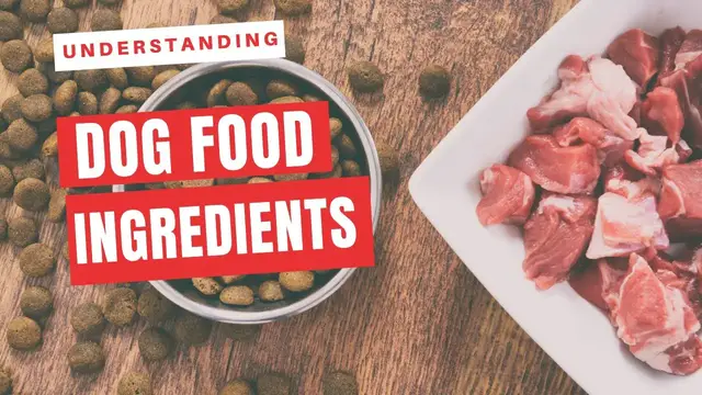 'Video thumbnail for Understanding Dog food ingredients'