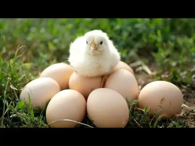 'Video thumbnail for Easiest Chicken Breeds to Tame - Tips for Domestication'