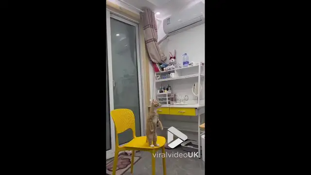 'Video thumbnail for VV4973 Cat stands upright and steels the show'