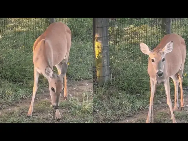 'Video thumbnail for “Nature is WILD” - Viral Video of DEER Eating SNAKES Shocks The Internet'
