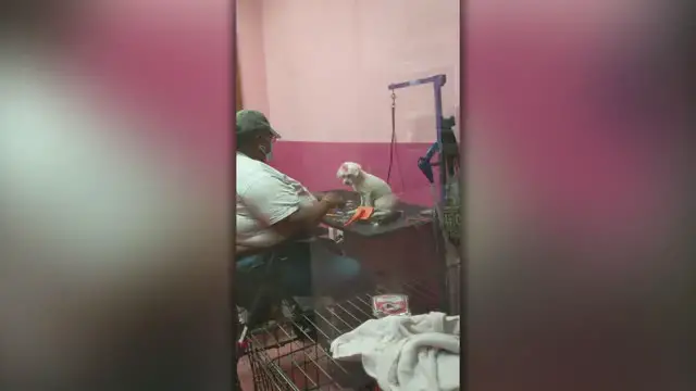 'Video thumbnail for Dog Groomer Surprised With Puppy Of Her Own After Her Dog Passed Away | Happily TV'