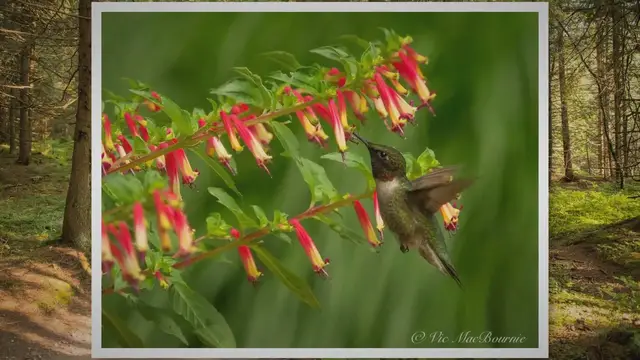'Video thumbnail for Cuphea Vermillionaire takes centre stage in hummingbird corner'