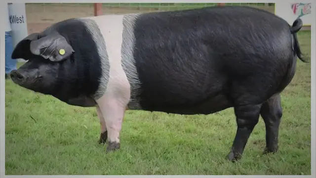 'Video thumbnail for Wessex Saddleback Pigs: A History and Traits Guide'