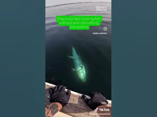 'Video thumbnail for Bluefin tuna season is well under way in Gibraltar! 🇬🇮#TunaRun #StraitOfGibraltar #Bluefintuna'