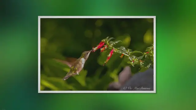 'Video thumbnail for Creating a Hummingbird Haven: A Guide to Building and Maintaining a Hang Out for These Delightful Birds'