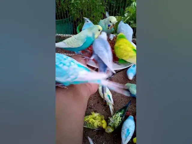 'Video thumbnail for Toller Rufton für Wellensittiche, der ihn glücklich macht!!! #Vögel #Liebe #Papagei #lustig  #vogel'