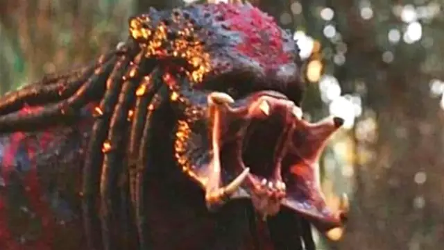 'Video thumbnail for False Facts About The Predator You Should Never Believe'