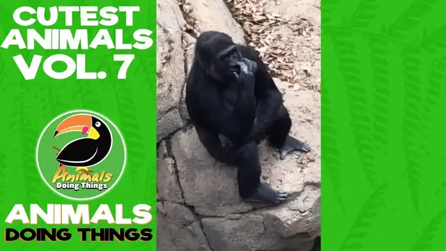 'Video thumbnail for Funny Animals Vol. 7 | Animals Doing Things'