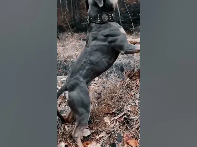 'Video thumbnail for Big Bad Dog #happydogs #cutestdogs #smartdog #dogsofyoutube #doggo'