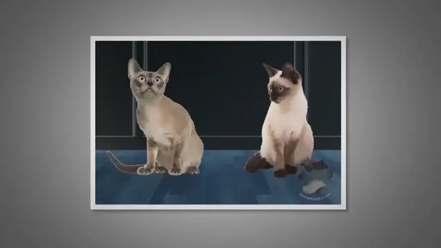 'Video thumbnail for Fascinating Similarities and Differences'