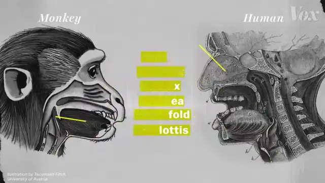 'Video thumbnail for Why Parrots Can Talk Like Humans 🦜 | Science Explained Simply'
