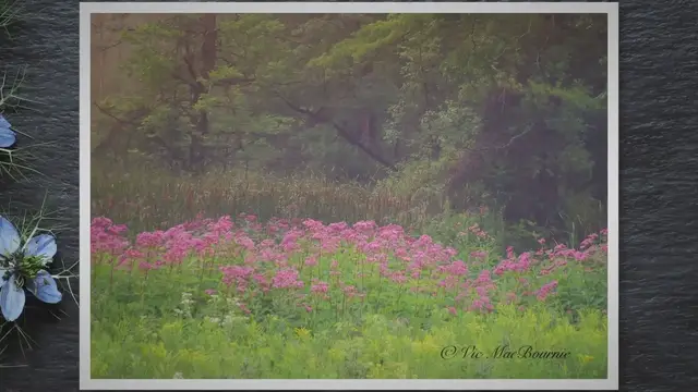 'Video thumbnail for Joe Pye Weed: Pollinator magnet that’s perfect for wet areas'