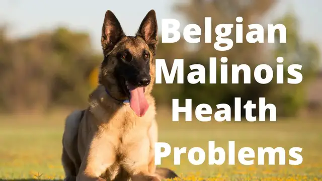 'Video thumbnail for Belgian Malinois Health Problems'