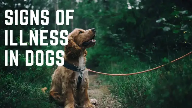'Video thumbnail for Signs of illness in dogs'