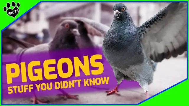 'Video thumbnail for Pigeons Uncovered: Debunking Myths & Discovering Fascinating Facts About Our Feathered Friends'