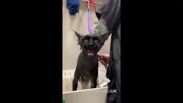 'Video thumbnail for VV4934 Black cat not too happy with bath time'