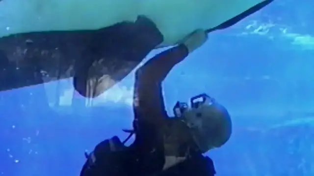 'Video thumbnail for The Gruesome Story of an Orca That Ravaged Daniel Dukes'