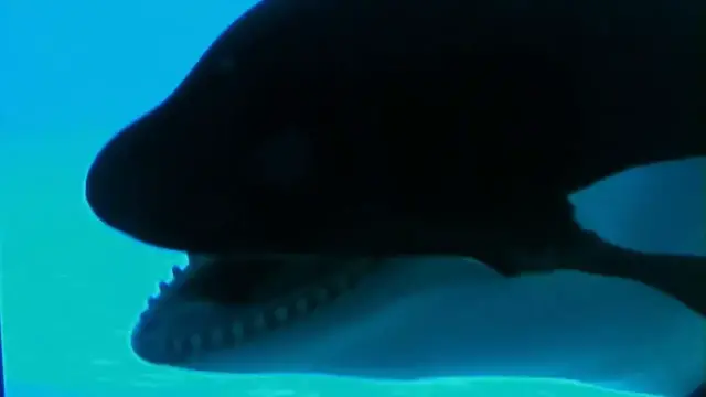 'Video thumbnail for The Tragic Untold Story of Trainer Keltie Byrne Ravaged By Orcas'