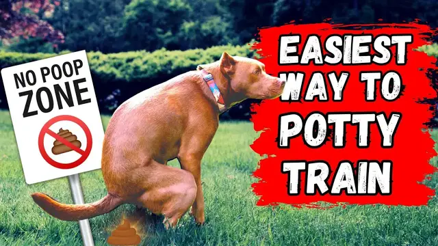 'Video thumbnail for Fastest Way To Potty Train Puppy - 7 Easy Steps!'