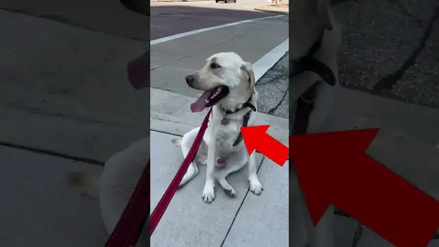 'Video thumbnail for The $735 Per Week Dog Walking App'