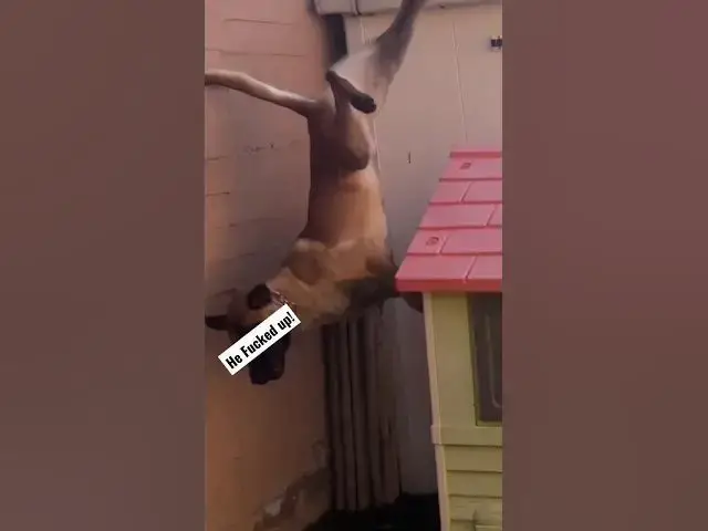 'Video thumbnail for Flying Dog #dogfly #flyingbeast #jumpingdog #hefuckedup #happydogs #dogblogger #cutestdogs'