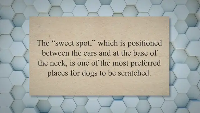 'Video thumbnail for Do Dogs Like When You Scratch Their Sweet Spot'