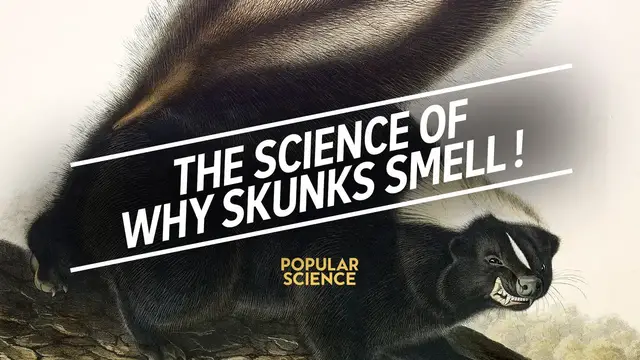 'Video thumbnail for The science of why skunks smell!'
