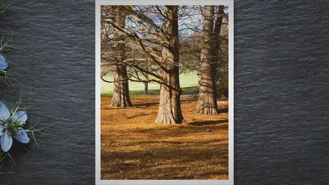 'Video thumbnail for Dichondra Lawn Pros and Cons'
