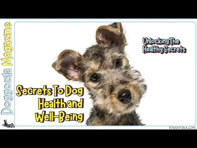 'Video thumbnail for Natural Dog Health Secrets by Doggozila Magazine'