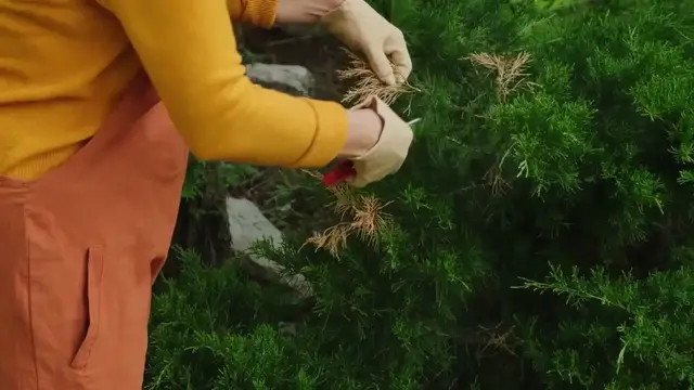 'Video thumbnail for Succulent Care Guide'