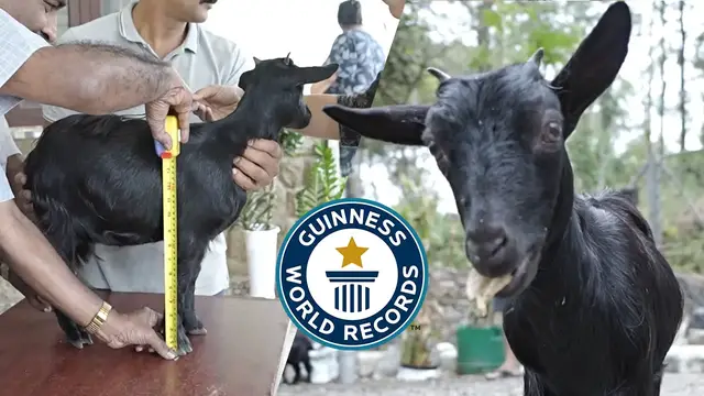 'Video thumbnail for Shortest Living Goat'