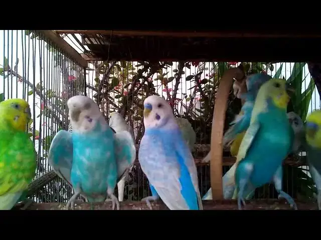 'Video thumbnail for 🦜 Versteckte Kamera Papagei tanzt heimlich! 🎥💃'