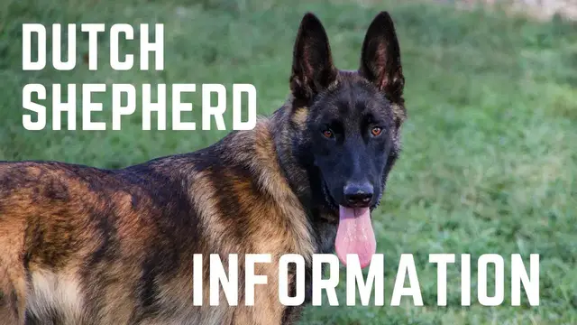 'Video thumbnail for Dutch shepherd breed'