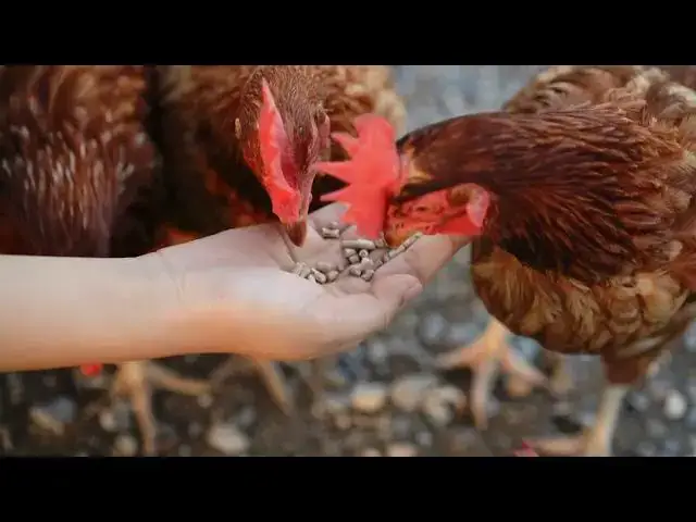 'Video thumbnail for "Identifying and Managing Common Flock Health Issues in Backyard Chickens: 7 Signs to Watch Out For"'