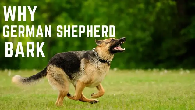 'Video thumbnail for Why German Shepherd Bark'