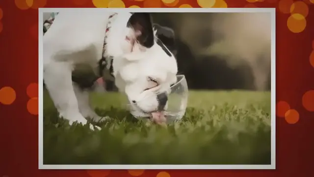 'Video thumbnail for Trimming Tips: Choosing the Right Dog Nail Clippers'