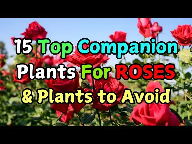 'Video thumbnail for 15 Top Companion Plants For Roses (And plants to Avoid)'